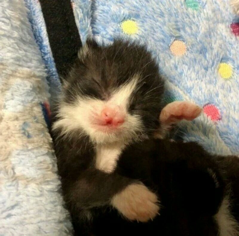 Фото: ASSETS.REBELMOUSE.IO