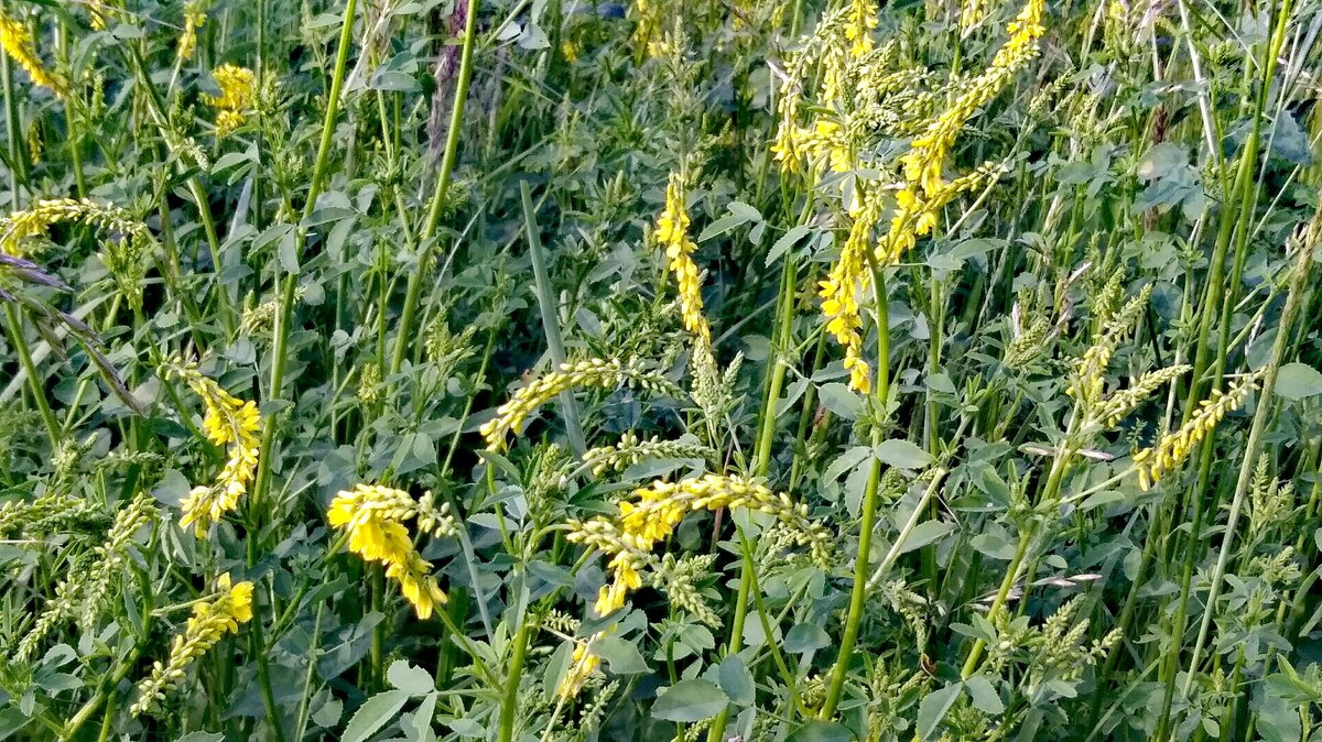 Трава с желтыми цветами сорняк - 71 фото