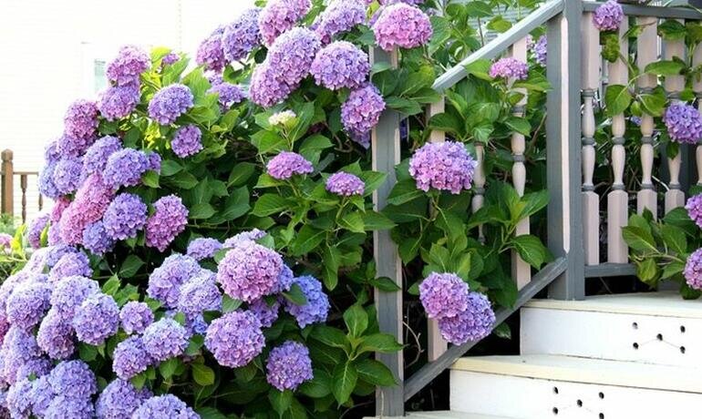 Правила Биколора