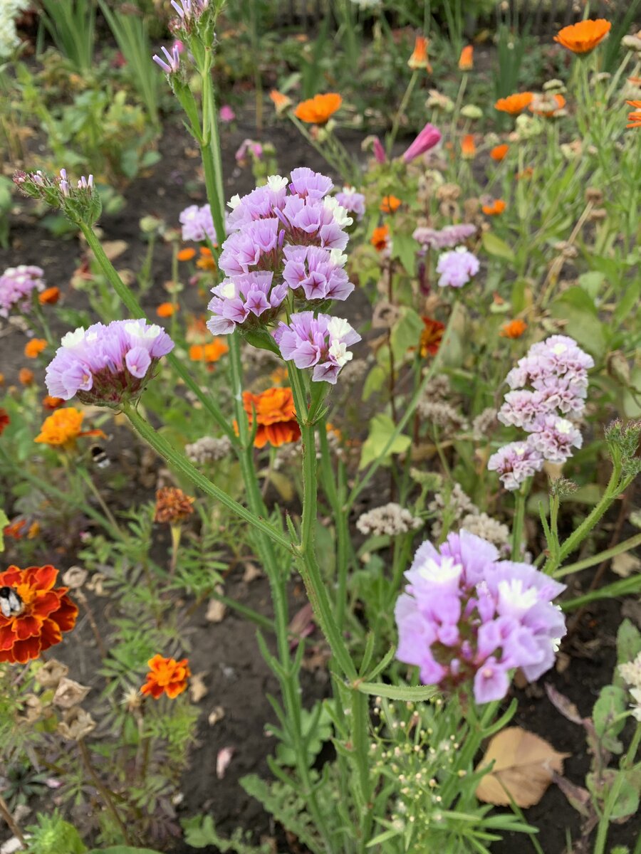 Фото мое. Здесь виден тонкий длинный стебель и небольшая прикорневая розетка листьев. Такое строение растения нужно учитывать при выборе места для него. 