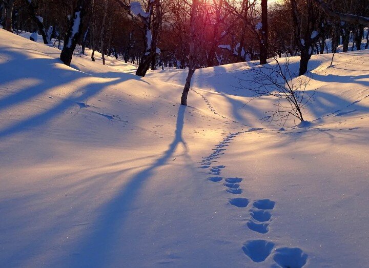 Взято с фотостока