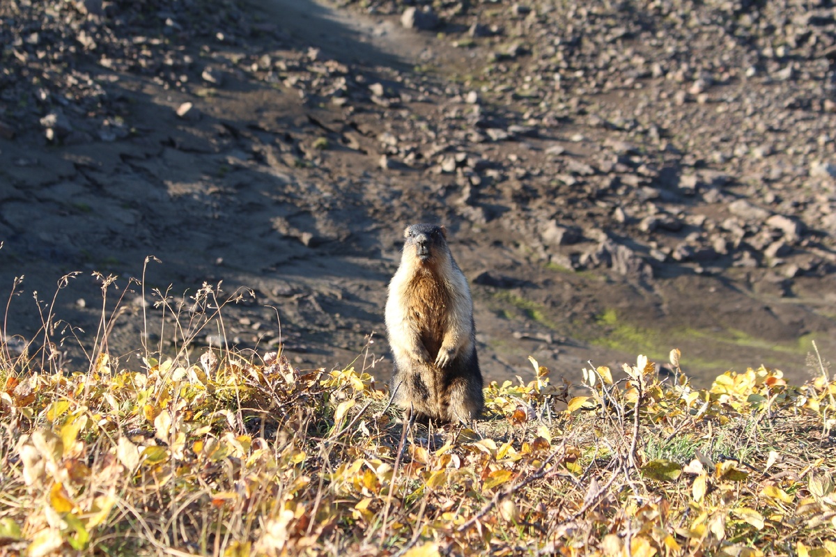 Marmota camtschatica - Черношапочный сурок