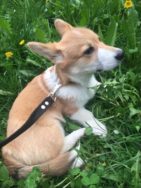 Фото из объявления с Юлы