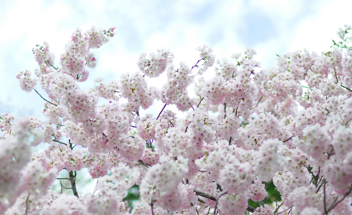 В пору цветенья
Вишни сродни облакам - 
Не потому ли
Стала просторней душа,
Словно весеннее небо… (Камо Мабути)