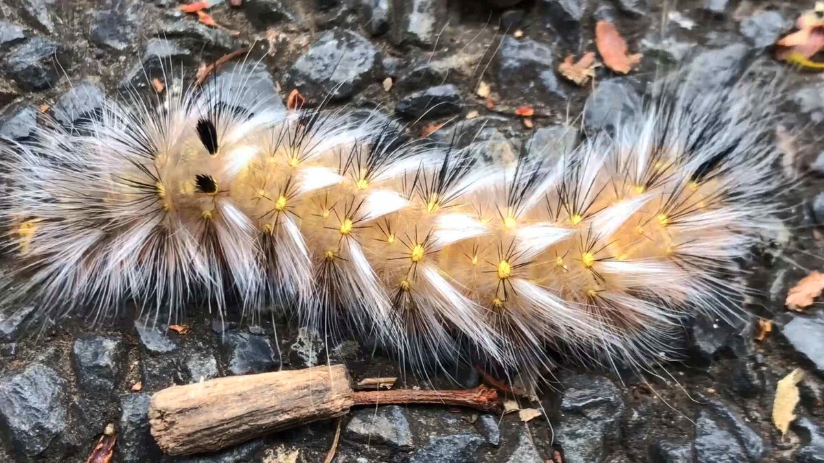 гусеница, которую лучше не трогать руками