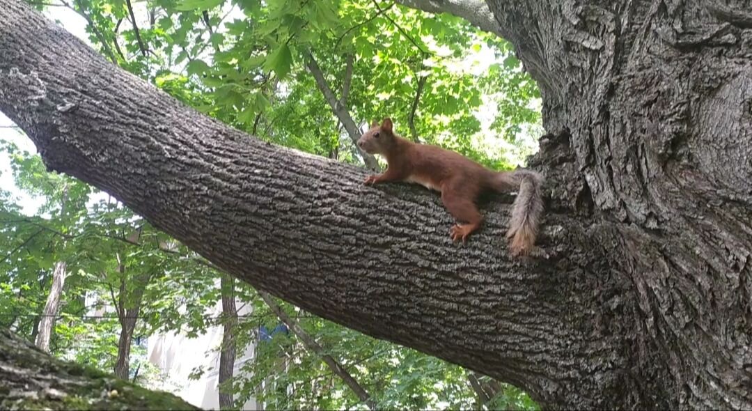 Белка в городе - не частый 