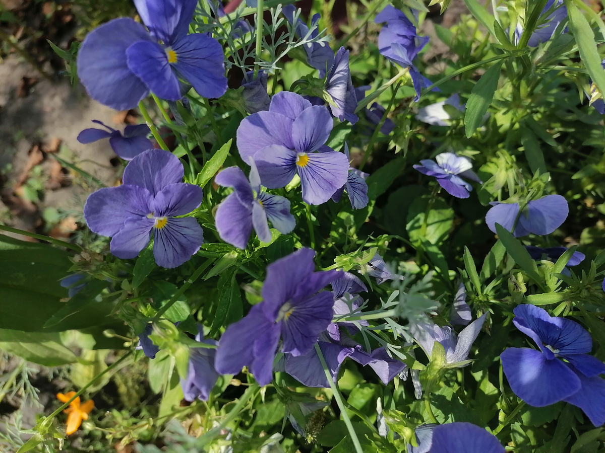 Анютины глазки