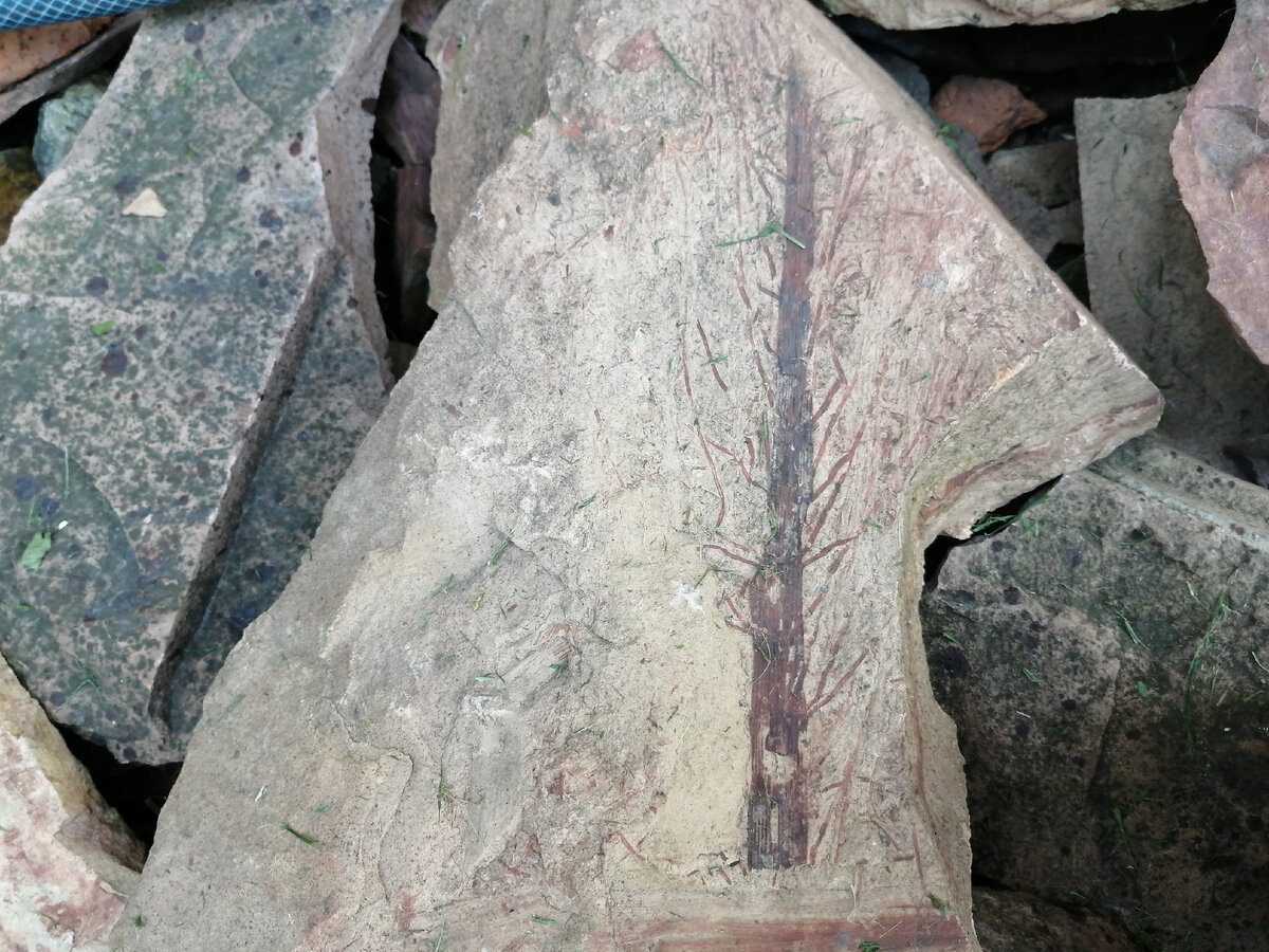 Отпечаток древней елки на камне (по версии сына)