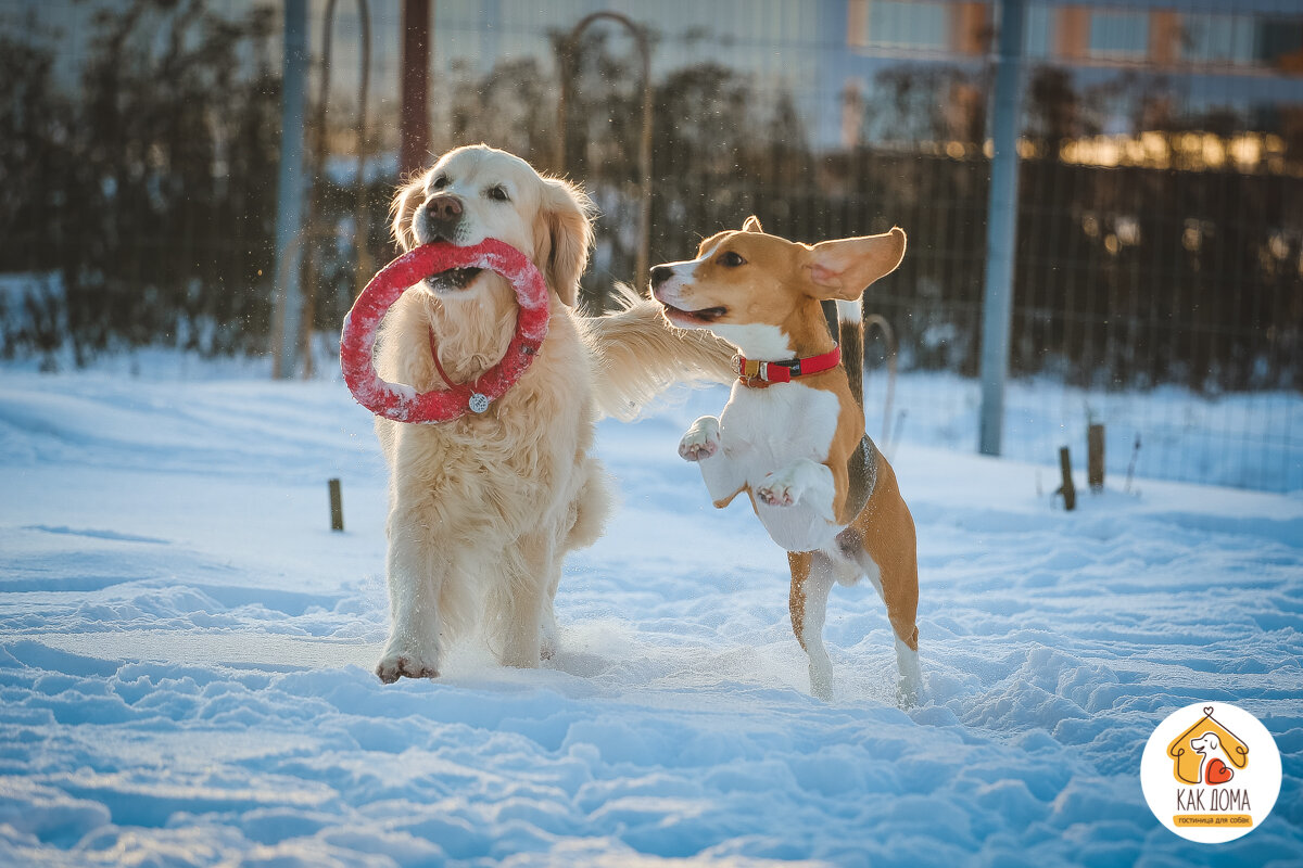 Как только мы переехали за город, следы от укусов блох пропали. А поначалу я обращалась к ветеринарам, и оставляла там большие суммы зря. Чаще всего советуют мыть собаку лечебным шампунем и капать капли для кожи и шерсти, которые очень дороги.