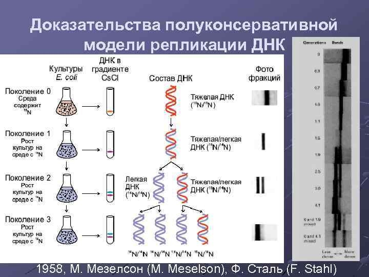 Днк содержит азот. Полуконсервативный механизм репликации ДНК доказательство. Полуконсервативный способ репликации ДНК. Схема репликации молекулы ДНК. Дисперсный способ репликации ДНК.