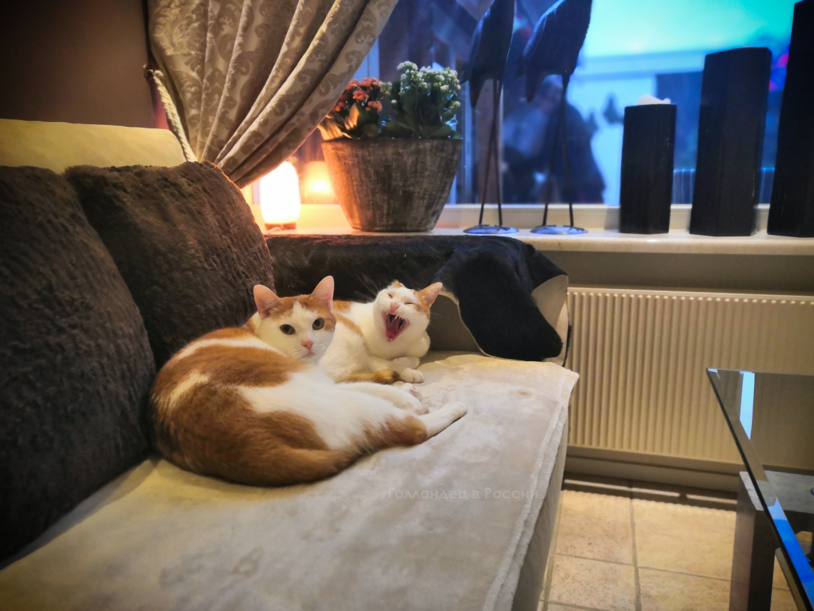 "Хаха! Посмотри на их удивлённые лица!" - голландские коты шутят. Фото: из личного архива