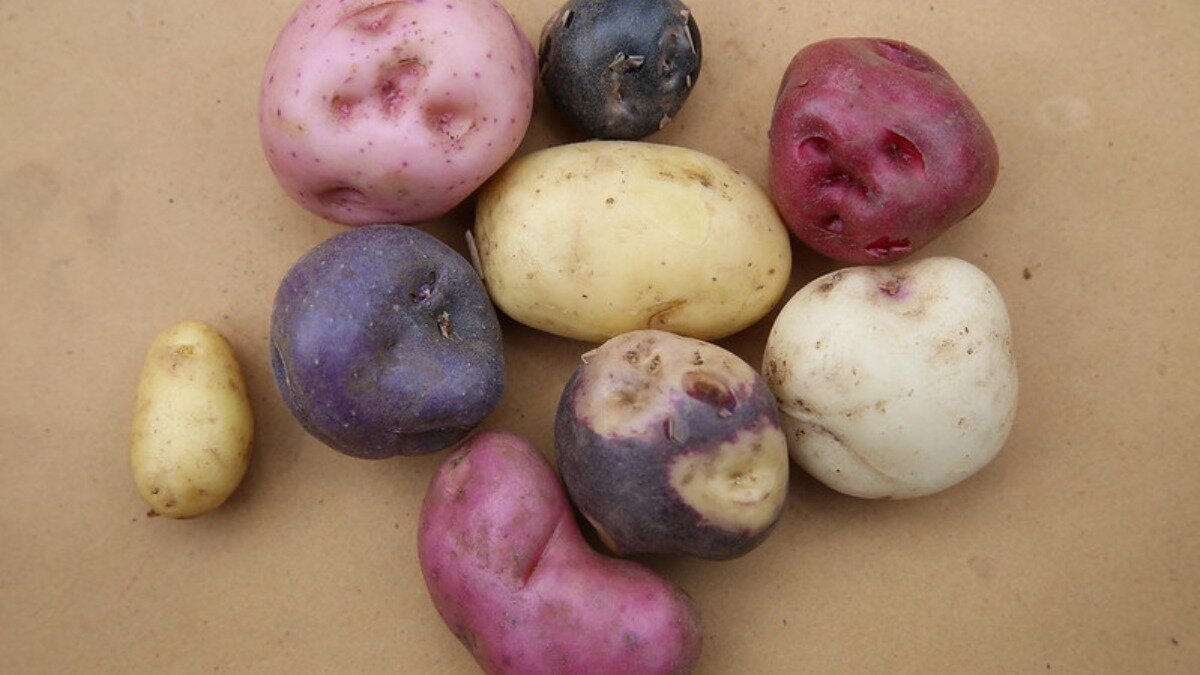 Картофель устойчивый к фитофторозу