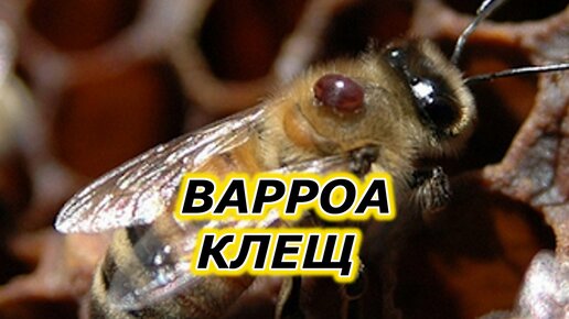 Бороться с клещом варроа не просто.