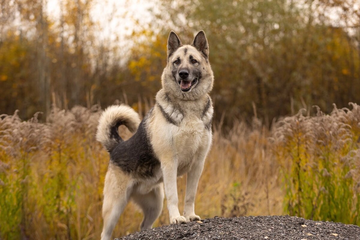 Наши волонтеры тоже стараются активно учить собак командам. Это Мухтар — отличник ОКД