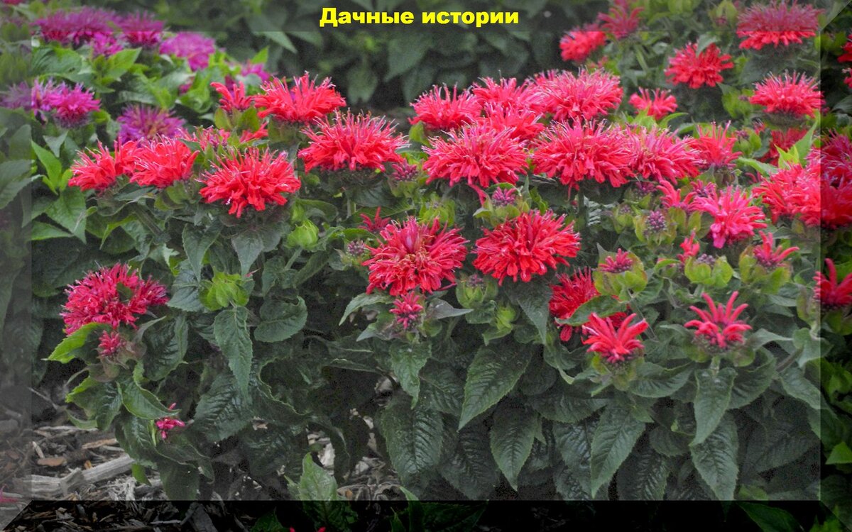 Саженец Монарда гибридная Шнеевитхен - купить в интернет-магазине OZON с быстрой