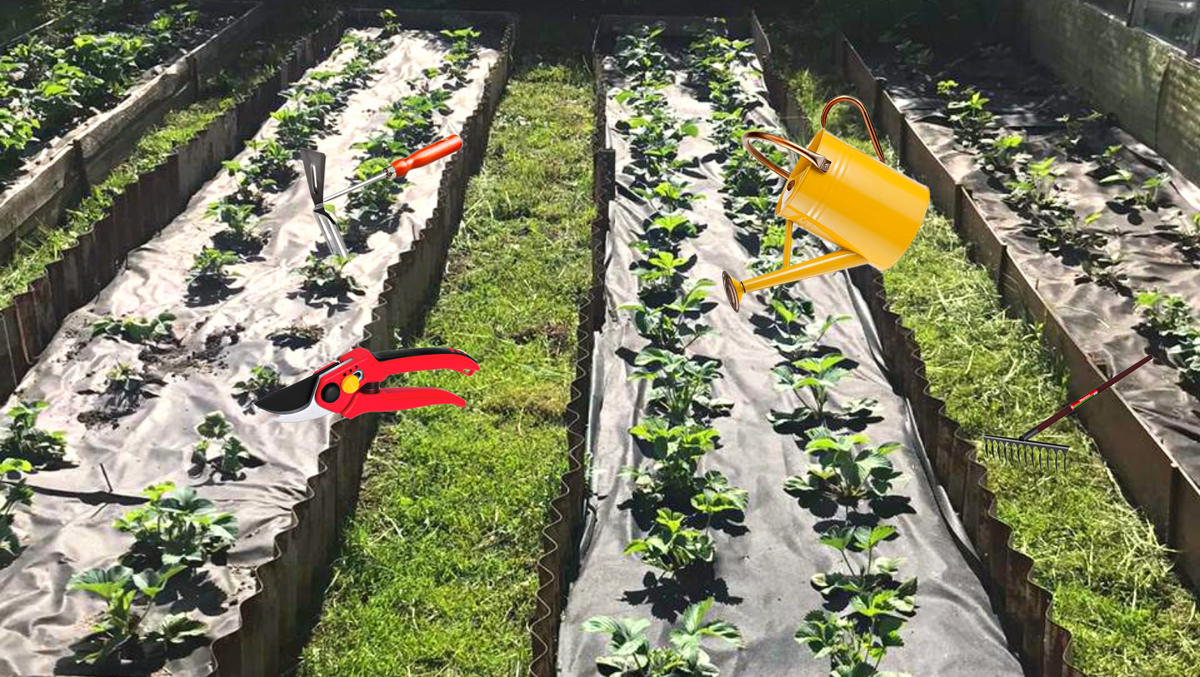 Без ухода садовая земляника будет плохо расти и плодоносить