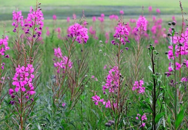 Из листьев кипрея узколистного, путем ферментации готовят чай