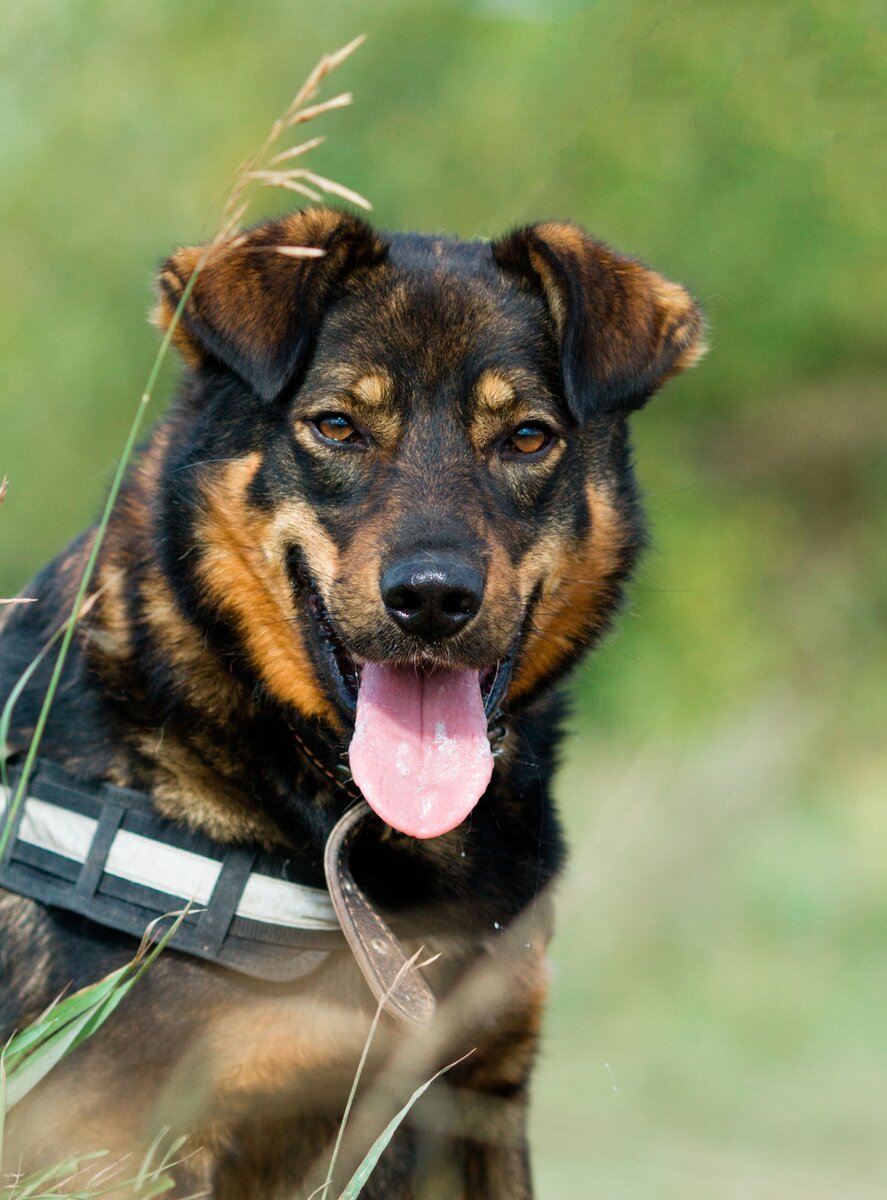 Серёга, 3 года, нет одной лапки, но есть уверенность в себе и нрав оптимиста!