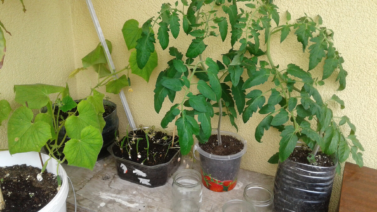 Мой огород 