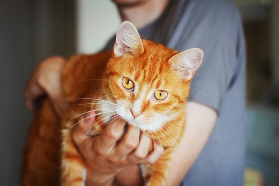 Яндекс. Картинки. 