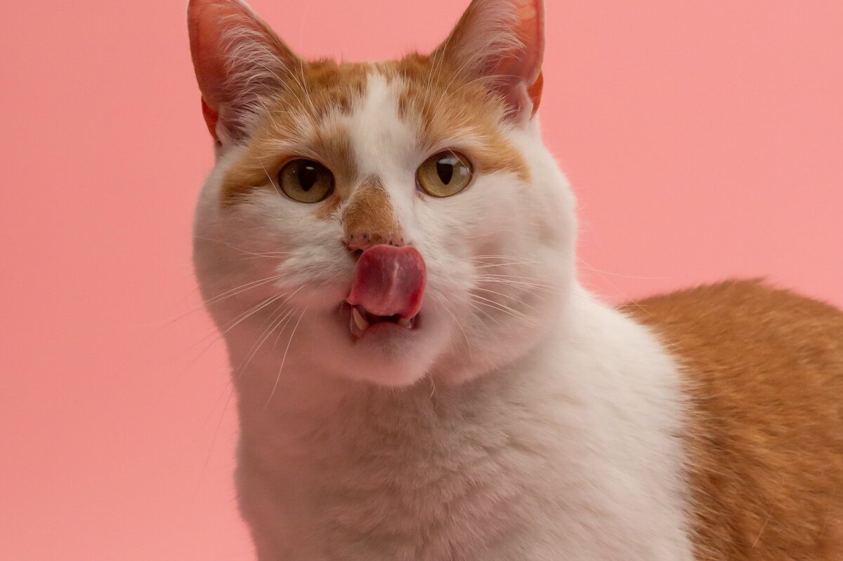     Почему котам так хочется вылизывать волосы хозяина: причина заставит вас улыбнуться