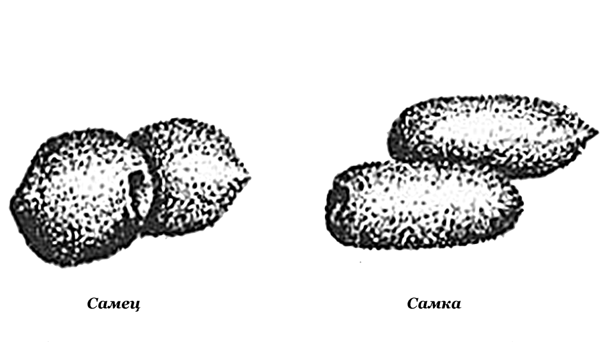 След кабана и лося