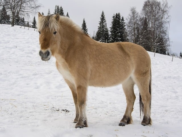 Обычно растительность добавляет брутальности. Но в случае с фьордскими лошадями всё в точности наоборот: они становятся похожи на гигантскую плюшевую игрушку. 