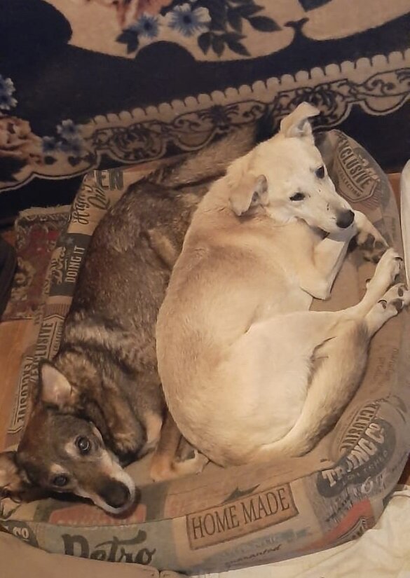 Мэй с подружкой на передержке