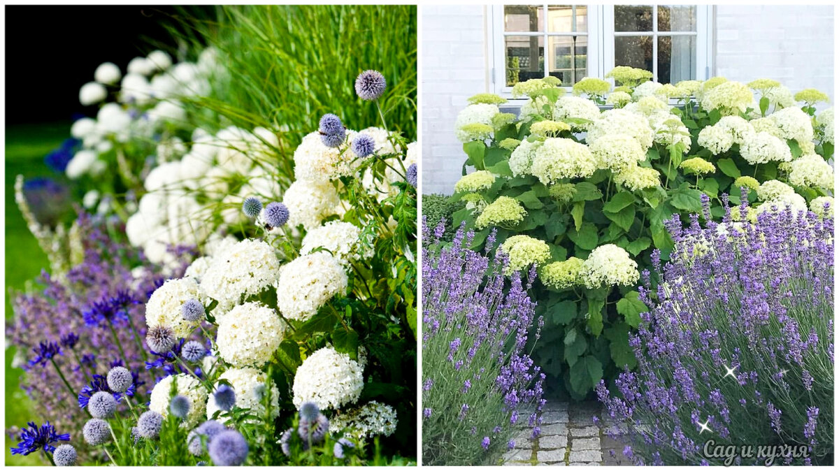 Красивое сочетание с лавандой.