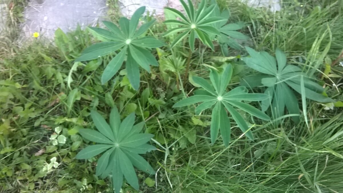 Молодой кустик люпина до цветения. Это уже осенний призыв, так сказать, люпинов. В этом году он цвести, не будет, а к следующему - не успеет. Уничтожен. 