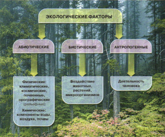 Экологические факторы растений. Экологические факторы влияющие на растения. Влияние экологических факторов на растения. Влияние экологии на растения. Смешанный лес факторы