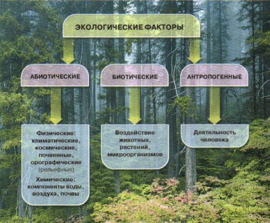 Смешанный лес факторы