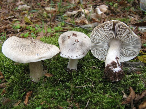 Рядовка тигровая