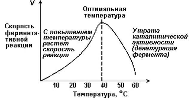 Температурный Оптимум ферментативной реакции соответствует. Зависимость ферментов от температуры. Влияние температуры на активность амилазы. Графическая зависимость активности фермента от температуры. Изменение температуры ферментов