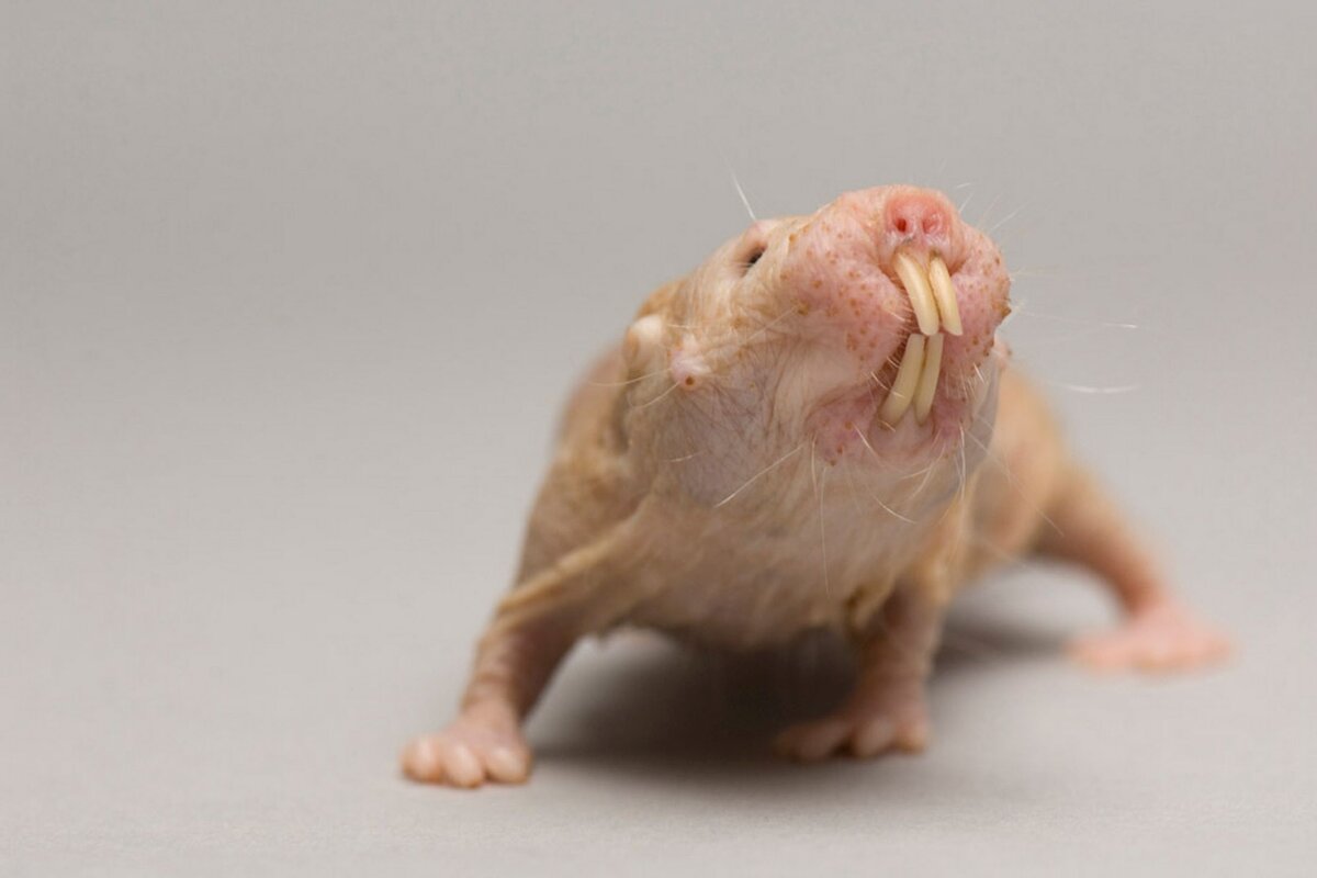 Голый землекоп (Heterocephalus glaber)