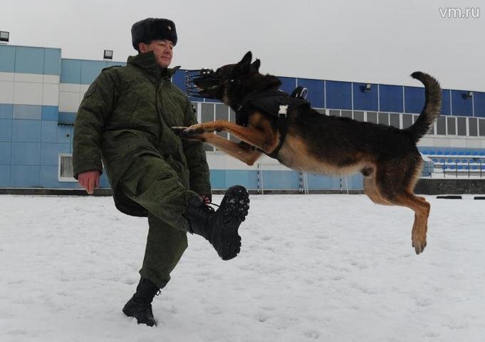 На фото: подполковник Росгвардии Алексей Коршунов играет с овчаркой Джемом