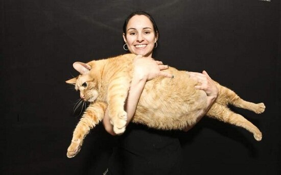 Самый толстый кот в мире | факториум | Дзен