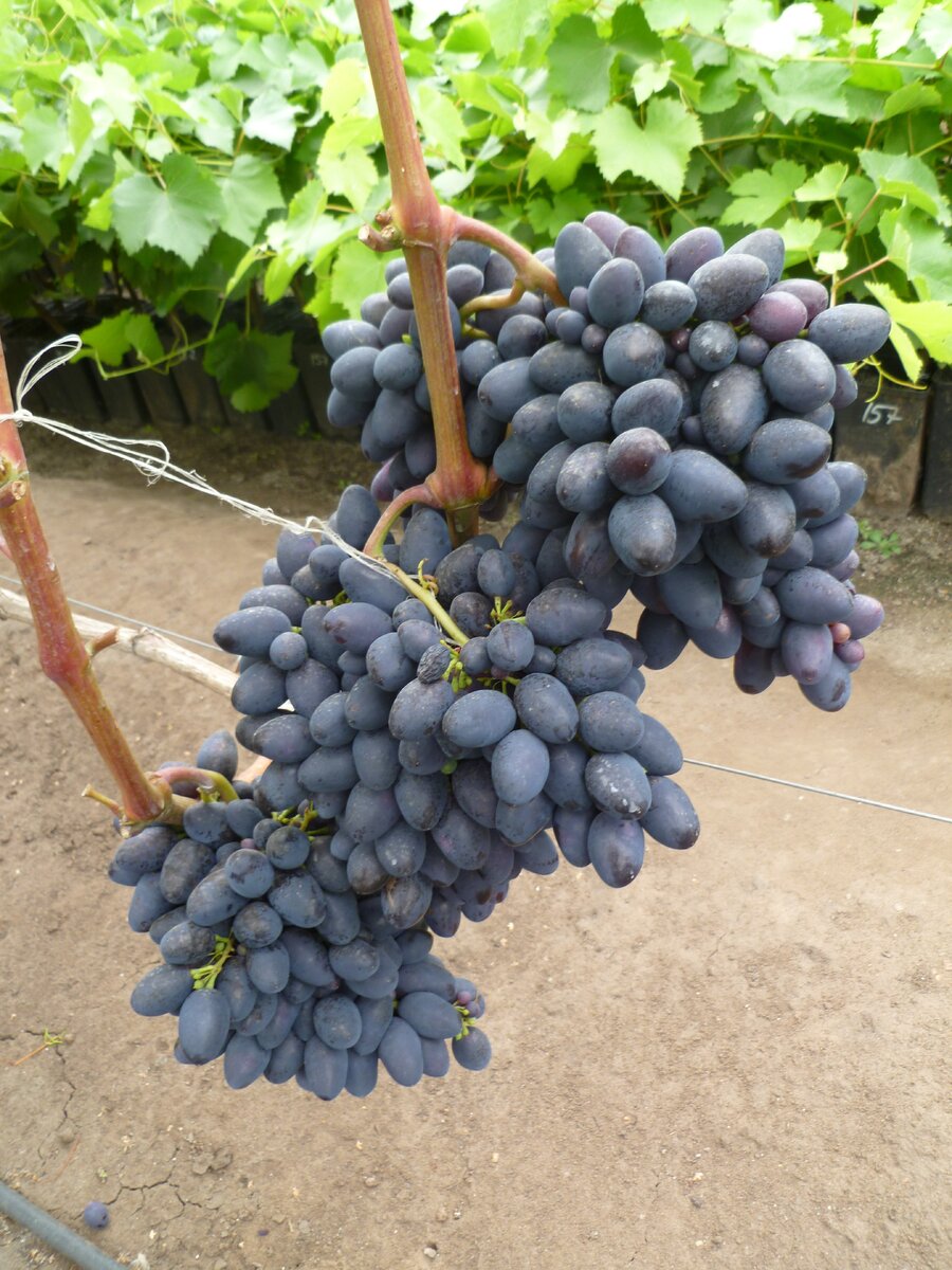 Кодрянка. 2017 г. Кинель (Самарская обл.)