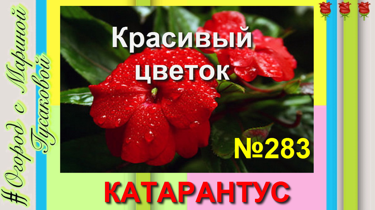 Нежный, обаятельный, оригинальный. Является многолетником. Выращивают как комнатную культуру, который летом можно высаживать  в открытый грунт, где он будет прекрасным украшением сада.