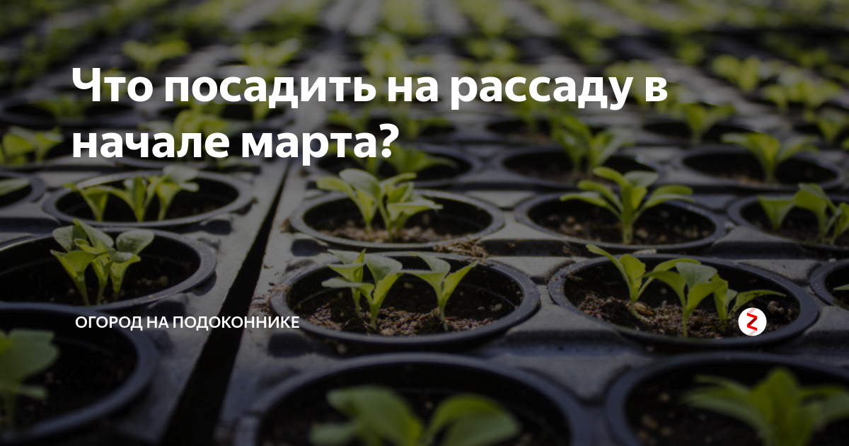 Цветы на рассаду в декабре. Март что сажать на рассаду. Что высеивают в марте на рассаду. Посадить цветы на рассаду в марте.