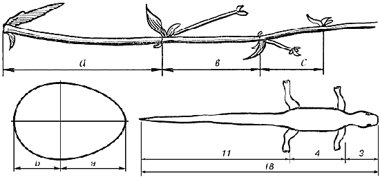 Если а=100, то b=62, с=38, то есть а:b=1,6:1, так же и b:c 