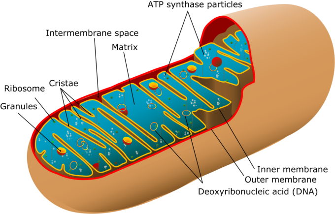 Wikimedia Commons