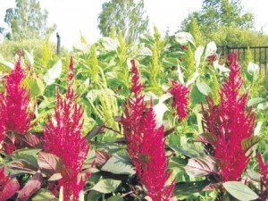 В чем же кроется секрет удивительной силы амарантового масла, почему оно смогло стать таким популярным и получило большое признание?