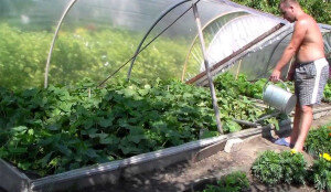 При выборе времени суток для полива огурцов обратите внимание на то, что листья очень чувствительны к солнечному свету. Так, в погожий день полив следует проводить до обеда или вечером. Обеденное солнце очень вредит листьям огурцов и может оставлять ожоги. А это, в свою очередь, нежелательно для плодов.