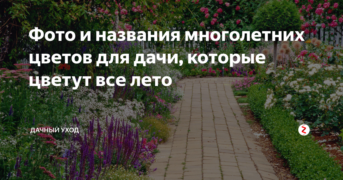 Многолетние цветы — идеи выращивания и применения цветов в ландшафтном дизайне (105 фото и видео)