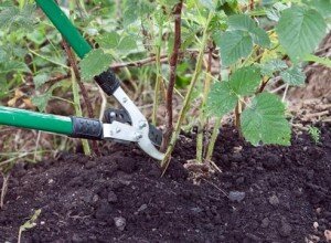 Летом за малиной придется как следует поухаживать, без чего не обойтись растению – так это без подкормки. Своевременный уход, состоящий во внесении в грядку удобрений, обеспечит лучшее развитие и рост насаждений.