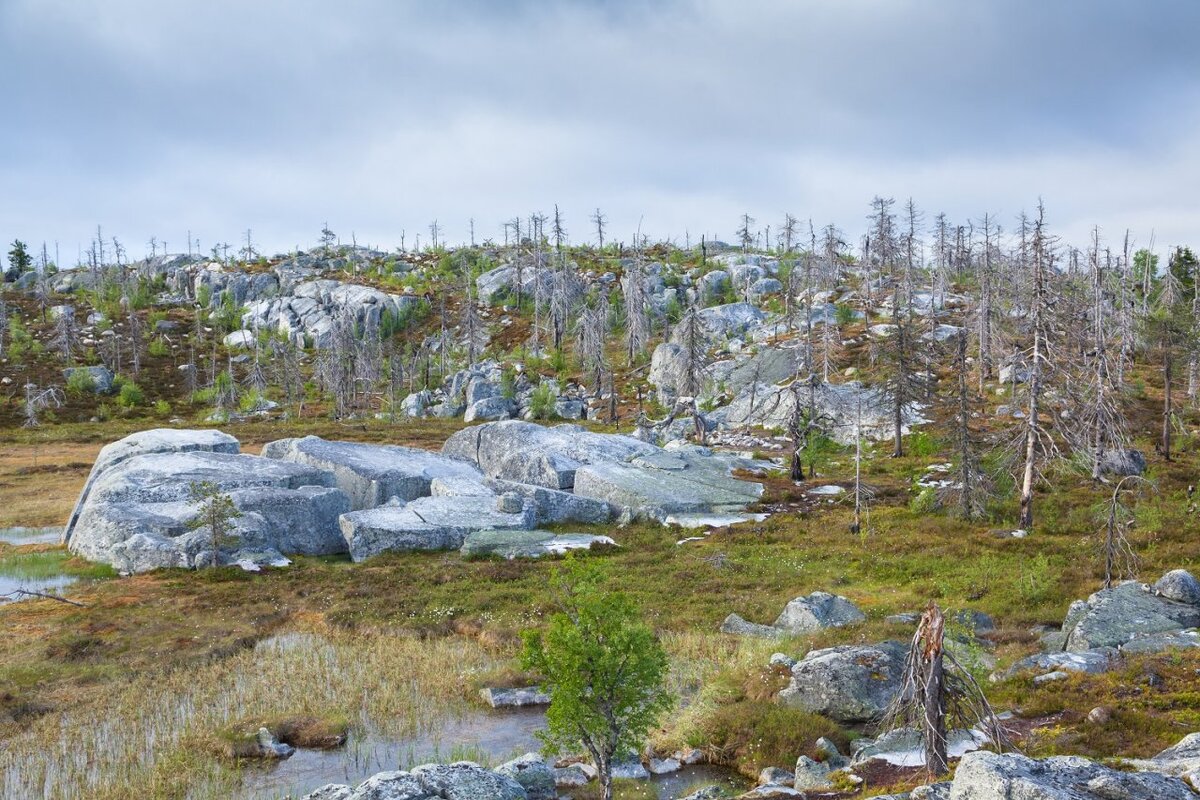 Фото: Solodov Aleksey / Shutterstock