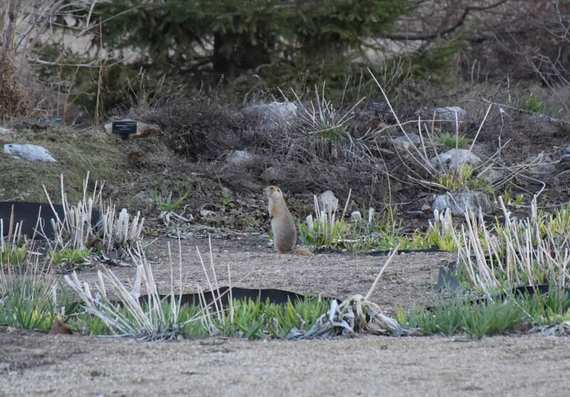  Когда суслик встает на задние лапы, он становится гораздо заметнее. 