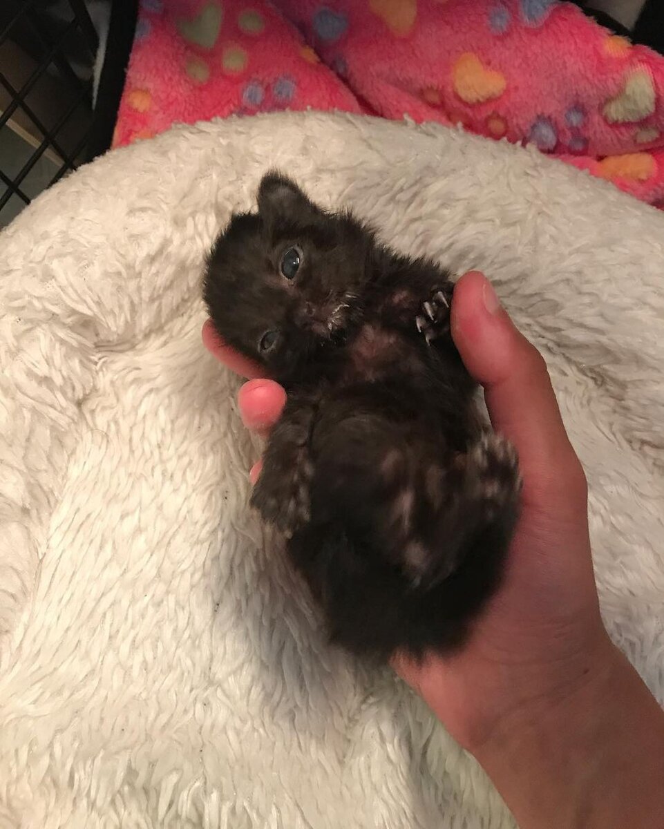 Новорожденные котята обычных