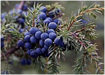 Можжевельник.
